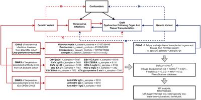 Causality between herpes virus infections and allograft dysfunction after tissue and organ transplantation: a two-sample bidirectional Mendelian randomization study